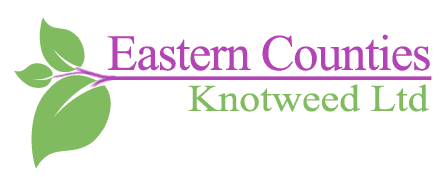 Eastern Counties Knotweed