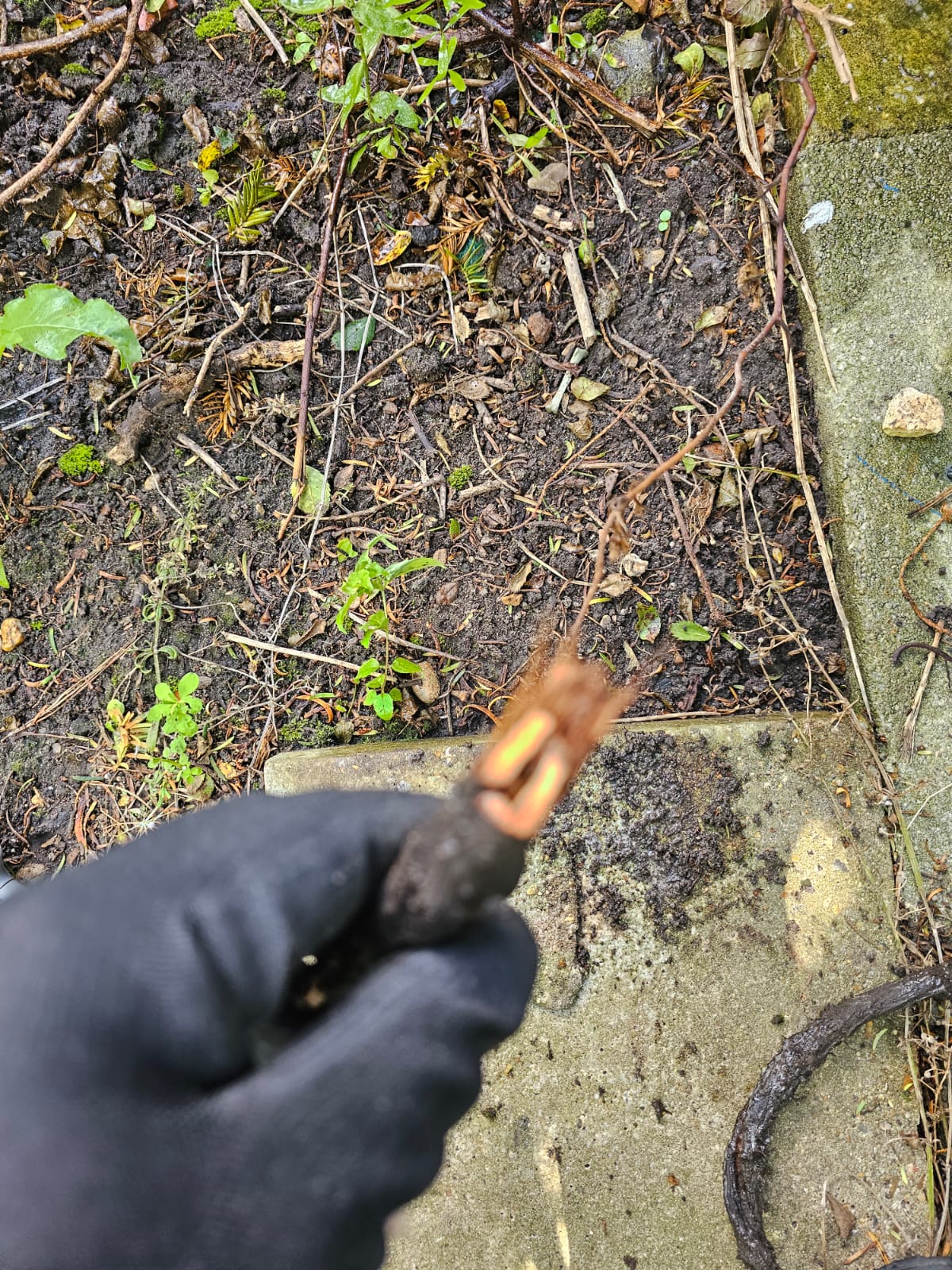 Knotweed rhizome cross-section showing the characteristic orange core