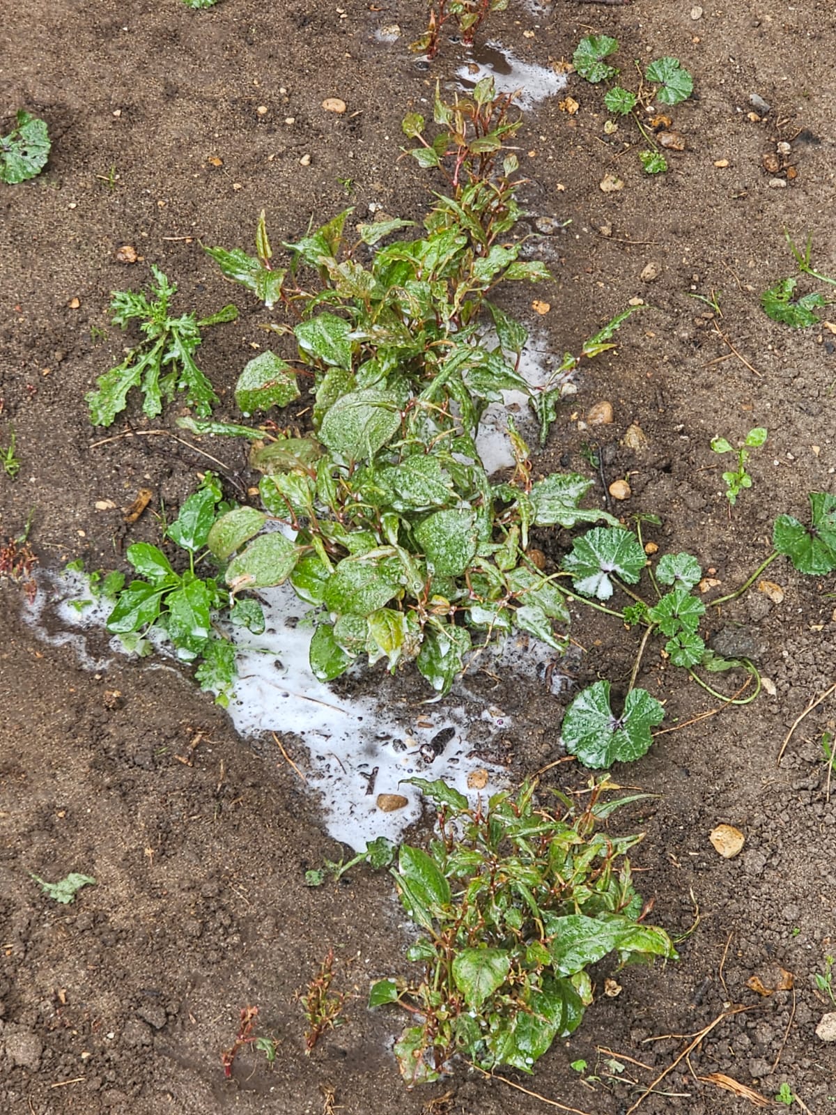 Knotweed near water — additional EA constraints apply.