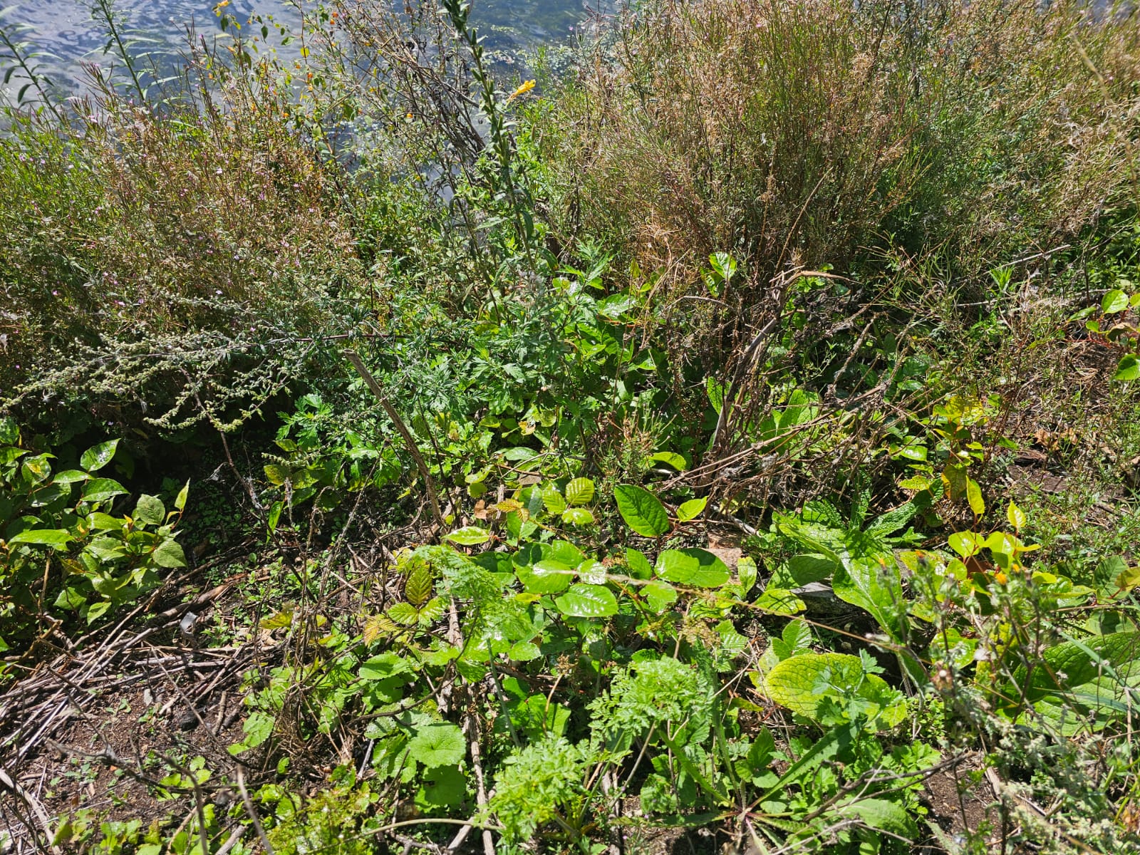 Commercial land where knotweed is already advanced.