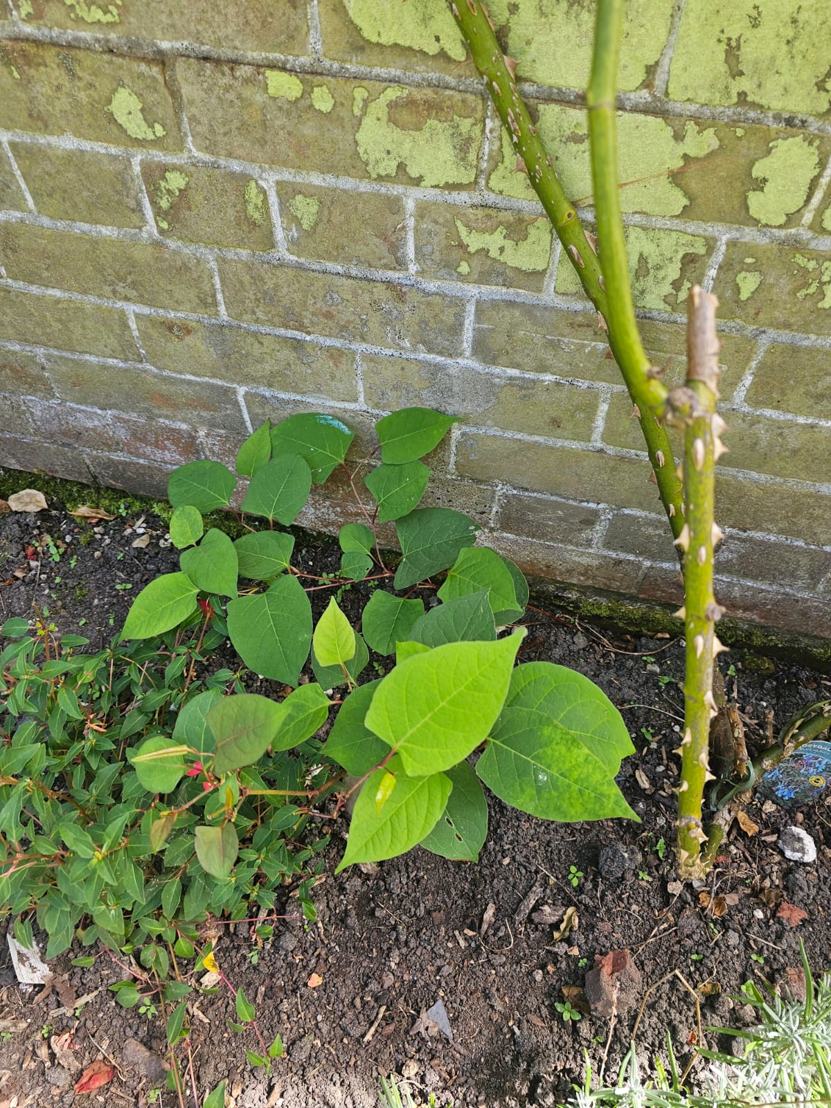 Heart-shaped Japanese knotweed leaves with characteristic zig-zag stem
