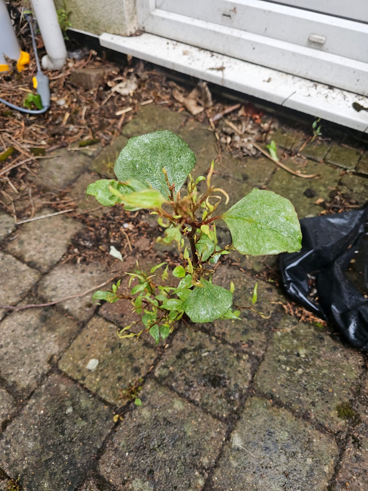 Japanese knotweed showing dieback after targeted herbicide treatment