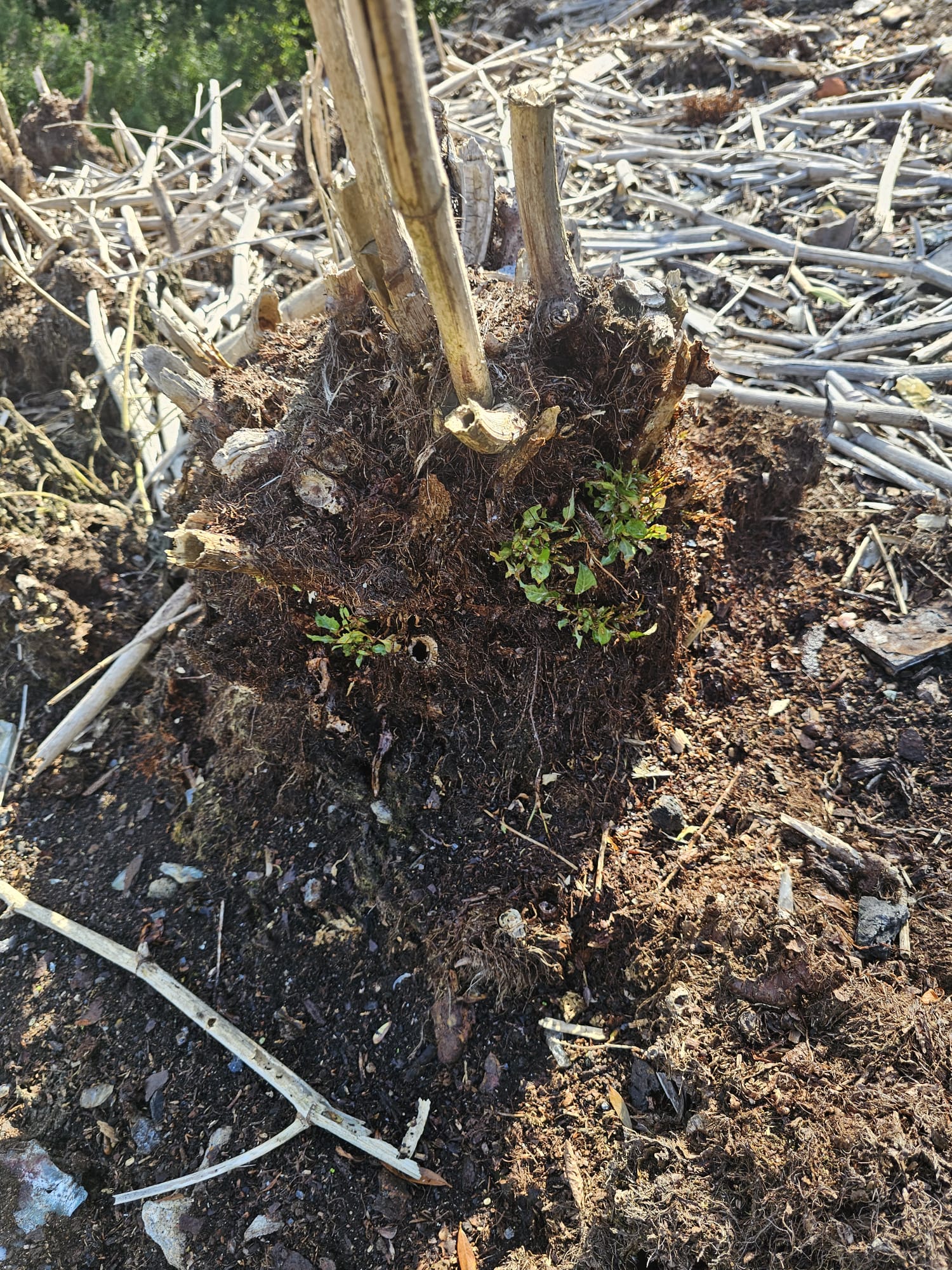 Excavation and rhizome removal on a knotweed-contaminated site