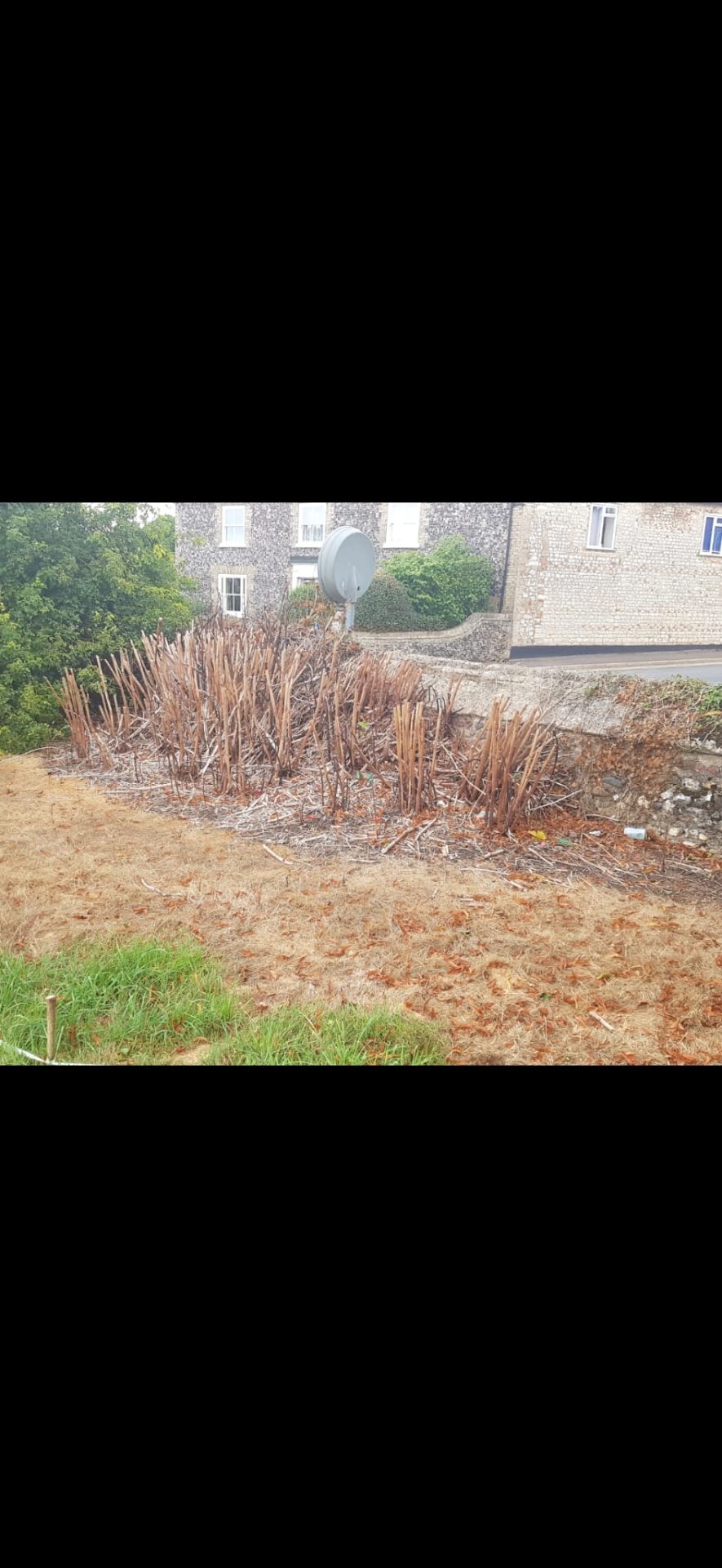 Established knotweed stand cut back along a residential boundary wall