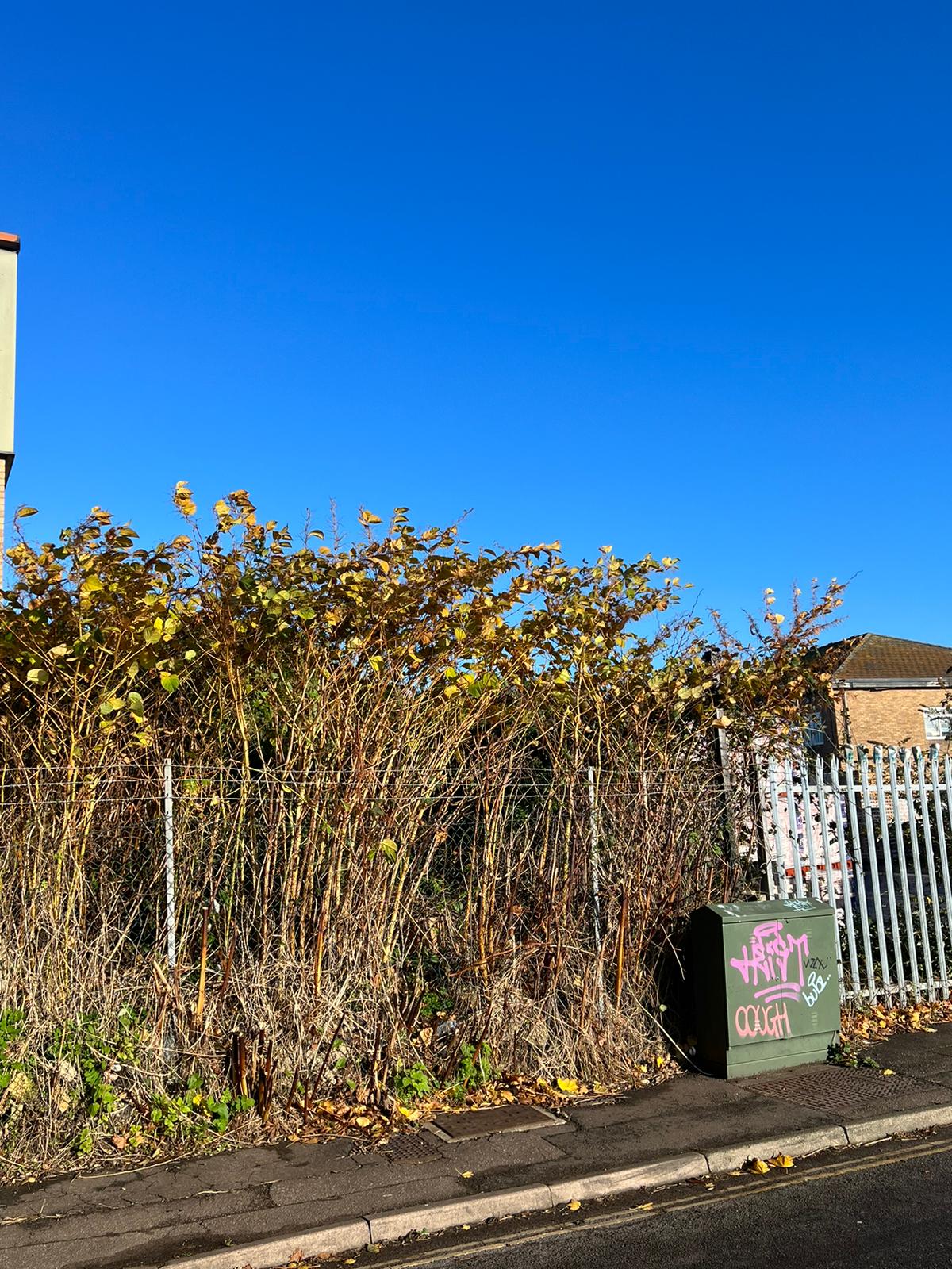 Boundary-line knotweed adjacent to a commercial yard — liability waiting to happen.