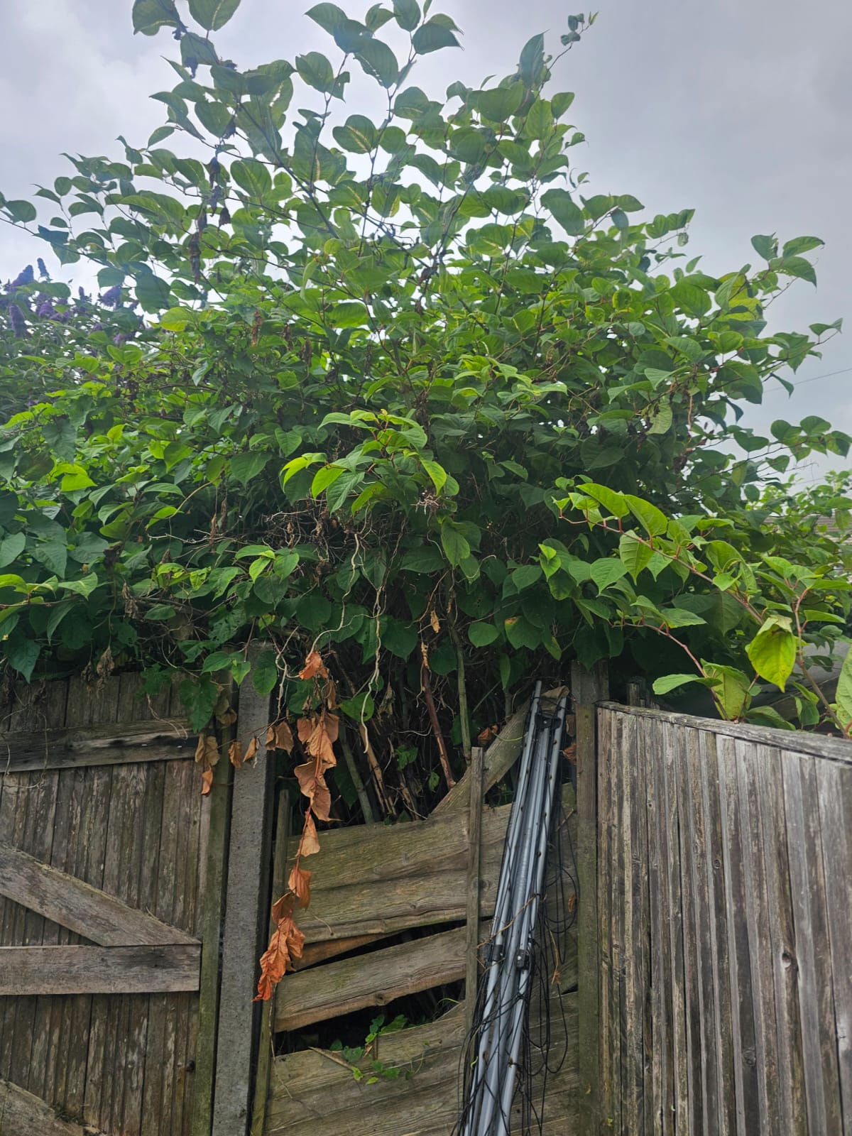 Spreading from one garden into the next.