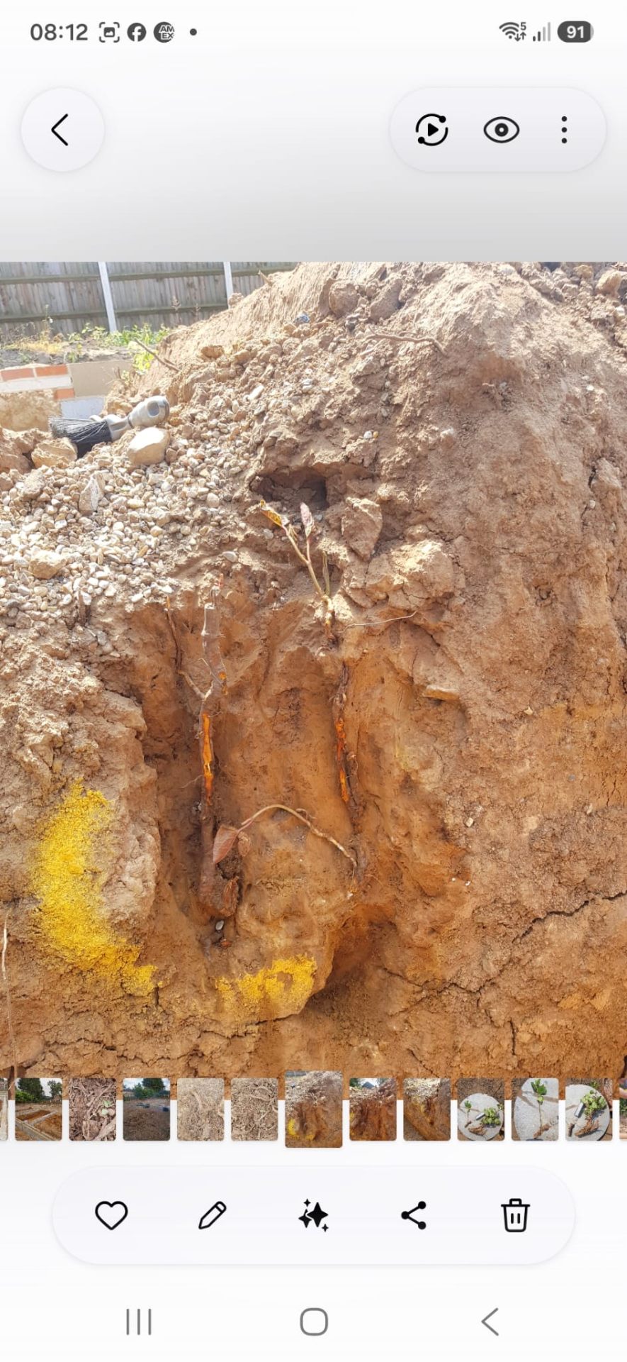 Excavated rhizome exposed in soil during on-site investigation