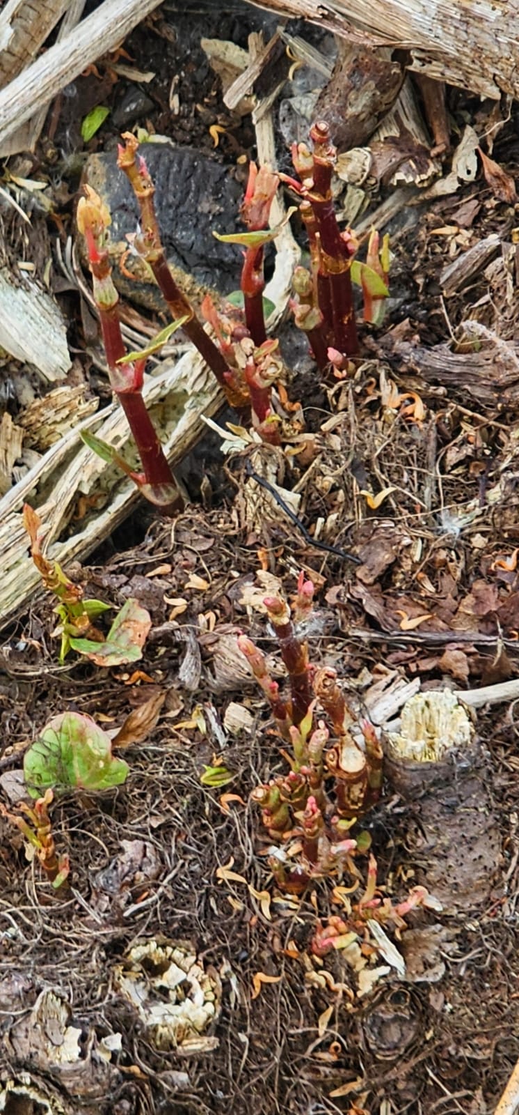 Young Japanese knotweed shoots emerging in spring, East Anglia survey